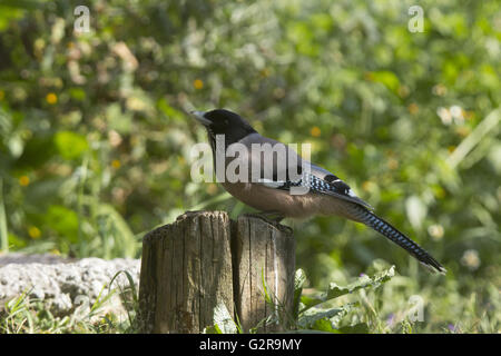 Black-headed Jay, Garrulus Lanceolatus, Sattal, Uttarakhand, Indien Stockfoto