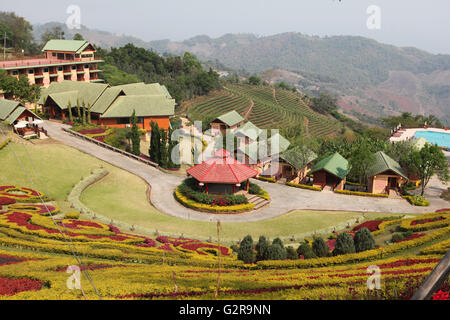 101 Teeplantage, Oolong-Tee-Plantage in Mae Salong, Santikhiri, 1800 m, Provinz Chiang Rai, Nord-Thailand, Asien Stockfoto