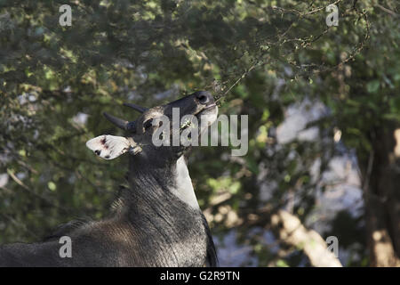 Nilgai oder Blue Bull (boselaphus tragocamelus) Ranthambore Tiger Reserve, Rajasthan, Indien Stockfoto