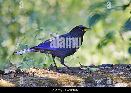 Blue pfeifen Thrush, myophonus Caeruleus, Corbett Tiger Reserve, uttarakhand, Indien Stockfoto