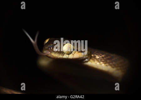 Ceylon cat snake (boiga Ceylonensis), matheran, Maharashtra, Indien Stockfoto