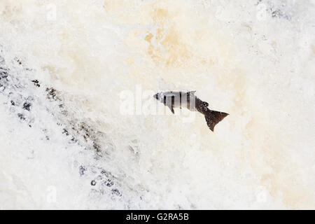 Atlantischer Lachs (Salmo salar) springenden The fällt der Shin, fällt Shin Lairg, Grafschaft Sutherland, Highland, Schottland Stockfoto