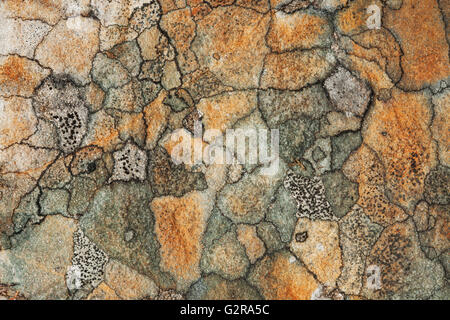 Abstrakte Ansicht aus einem Flechten wachsen auf einem Felsen, Aigas Field Centre, Beauly, Inverness-Shire, Großbritannien Stockfoto