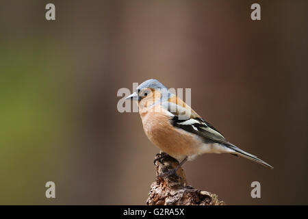 Männlichen Buchfinken (Fringilla Coelebs) thront oben auf einem Baumstumpf, Aigas Field Centre, Aigas, Inverness-Shire Stockfoto