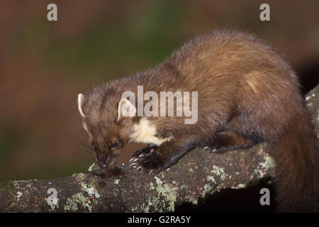 Baummarder (Martes Martes), Fütterung, Aigas Field Centre Beauly, Inverness-Shire, Großbritannien Stockfoto