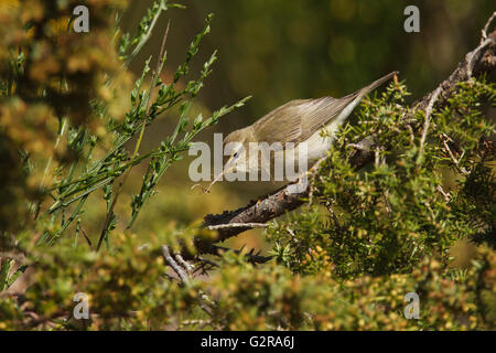 Fitis (Phylloscopus Trochilus) sammeln Nistmaterial unter Ginster und Jasmin, Aigas Field Centre Beauly Stockfoto