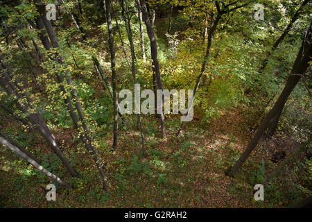 Anzeigen von einem Baumwipfelpfad in den Wald, UNESCO Weltnaturerbe, Hainich, Nationalpark Hainich, Bad Langensalza Stockfoto