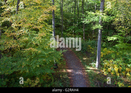 Blick vom Baumwipfelpfad auf einem Waldweg, UNESCO Weltnaturerbe, Hainich, Nationalpark Hainich, Bad Langensalza Stockfoto