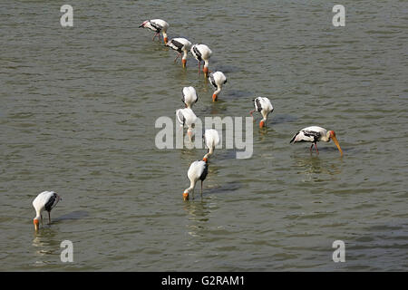 Bemalte Störche, Mycteria Leucocephala Ranthambhore Tiger Reserve, Rajasthan, Indien Stockfoto