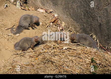 Familie der Graumungos, Mount Abu, Rajasthan, Indien Stockfoto