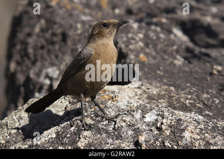 Die indischen Robin Weiblich (copsychus fulicatus), Mount Abu, Rajasthan, Indien Stockfoto