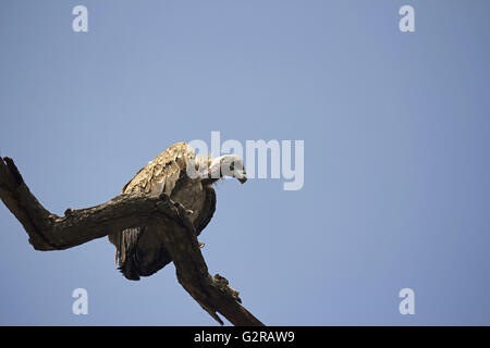 Indische Geier (abgeschottet Indicus), Bandhavgarh Tiger Reserve, Madhya Pradesh, Indien Stockfoto