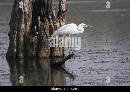 Intermediate egret, egretta Intermedia, ranthambore Tiger Reserve, Rajasthan, Indien Stockfoto