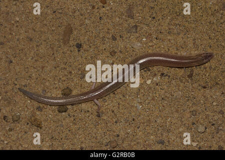 Sandfish (Scincus scincus) Jaisalmer, Rajasthan, Indien Stockfoto