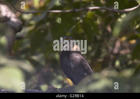 Shikra, accipiter badius, Bandhavgarh Tiger Reserve, Madhya Pradesh, Indien Stockfoto