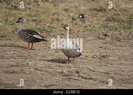 Spot-billed Duck, Anas poecilorhyncha, chambal, Rajasthan, Indien Stockfoto