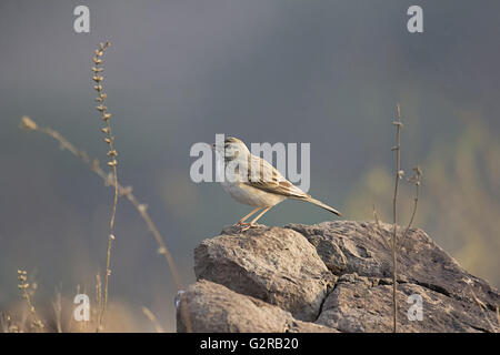 Brachpieper, anthus campestris, saswad, Maharashtra, Indien Stockfoto