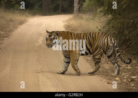 Tiger Panthera tigris Tigris - bytyqi Männlich, Bandhavgarh Tiger Reserve, Madhya Pradesh, Indien Stockfoto