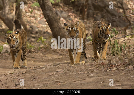 Tiger Panthera Tigris Tigris-T 39 mit jungen, Ranthambhore Tiger Reserve, Rajasthan, Indien Stockfoto