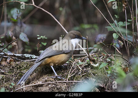 White-throated laughingthrush, garrulax albogularis, sattal, uttarakhand, Indien Stockfoto