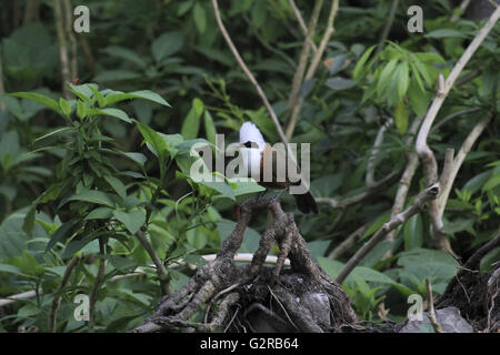 Weiß-Crested laughingthrush, garrulax leucolophus, sattal, uttarakhand, Indien Stockfoto