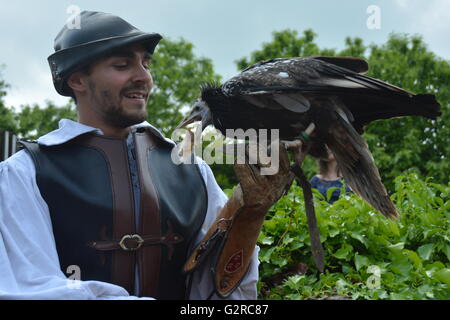 Der Phantom-Vögel Tanz - Puy du Fou - Falkner Verfütterung von toten Küken an Raubvogel nach seiner Rückkehr nach seinem HF. Stockfoto