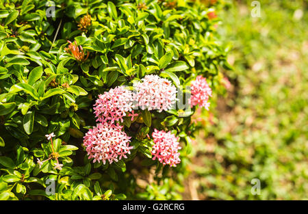 Rosa Hortensie Blume im Garten Stockfoto