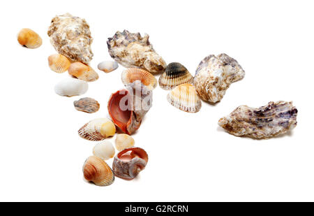 Muscheln, die isoliert auf weißem Hintergrund mit Textfreiraum Stockfoto