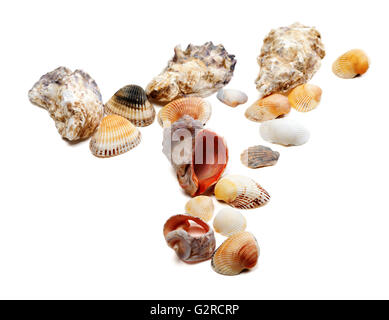 Muscheln, die isoliert auf weißem Hintergrund Stockfoto