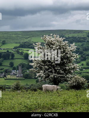 Mit Blick auf Widecombe im Moor Stockfoto