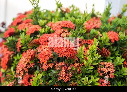 Rote Hortensie Blume im Garten Stockfoto