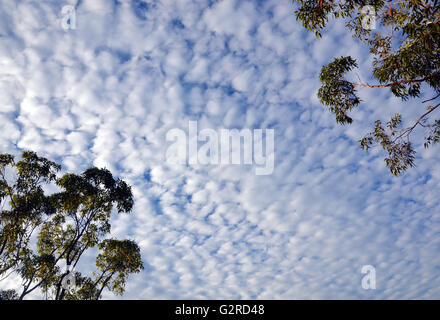 Zu den blauen Himmel und Watte Wolken durch die hoch aufragenden hohen Gumtrees von einem australischen Baumkronen nachschlagen Stockfoto