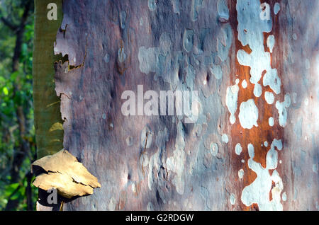 Bunt (lila, grau/rot / grün) und australische Gum (Eucalyptus Kijiji) Rinde in den australischen Busch gesichtet Stockfoto