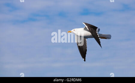 Große schwarz-unterstützte Möve. Weiße Möwe fliegen im bewölkten Himmel, Nahaufnahme Foto Stockfoto