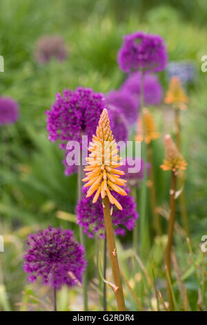 Kniphofia 'Feurige Fred' vor Allium 'Purple Sensation'. Stockfoto