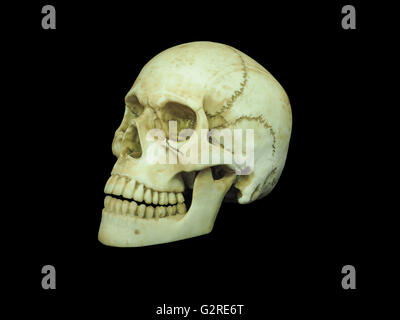 Seitenansicht des menschlichen Schädel auf schwarzem Hintergrund isoliert Stockfoto