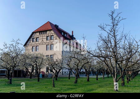 Kirschgarten in Blüte durch Frühling mit Gebäude, Pantscharevo, Bulgarien Stockfoto