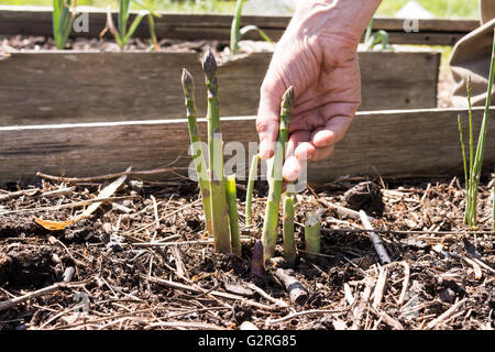 Nahaufnahme von Hand pflücken Spargel schießt in einem Hochbeet Stockfoto