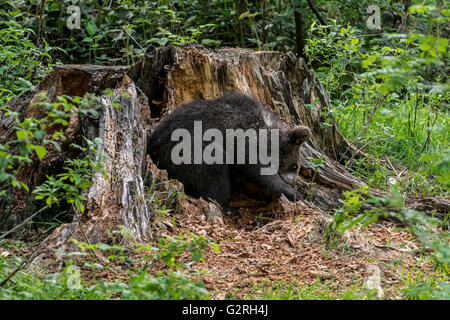 Braunbär (Ursus Arctos) Jungtier auf der Suche nach Larven in morschem Holz von Baumstumpf im Wald im Frühjahr Essen Stockfoto