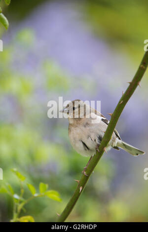 Fringilla Coelebs. Weibliche Buchfink auf rose Stamm Stockfoto