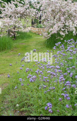 Phacelia tanacetifolia. Fiddleneck Stockfoto