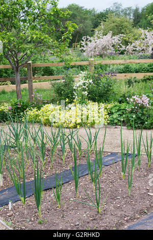 Pflanzlichen Zuteilung an Ryton Bio-Garten im Frühling. Warwickshire, England Stockfoto