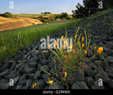 Goldene Mohn California Hanglage im Frühjahr blühen Stockfoto