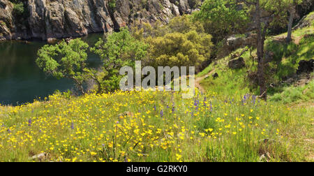 Goldene Hügel bedeckt Mohn im Frühjahr, in Zentral-Kalifornien Stockfoto