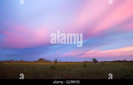 Atemberaubenden tropischen Sonnenuntergang über Sawgrass Grasland und Zypressen Kuppel in Florida Everglades Stockfoto