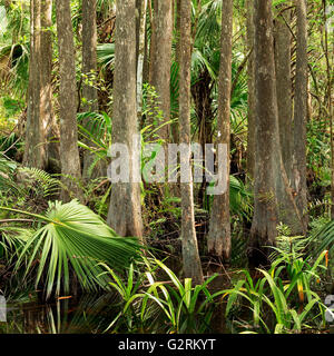 Dichtes Gestrüpp Sumpfzypresse und Sabal Palmen in Florida Everglades Stockfoto