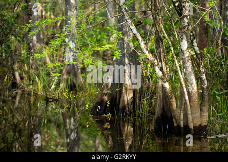 Sumpf Wildblumen blühen um Zypressen Baumstämme in Florida Everglades Stockfoto