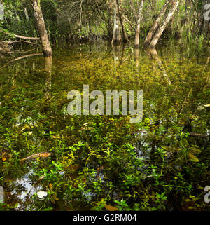 Floridas River of Grass, ein anderer Name für Everglades Nationalpark Stockfoto