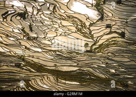 Sonnenuntergang Reflexionen über Reisfelder in Yuanyang, China Stockfoto