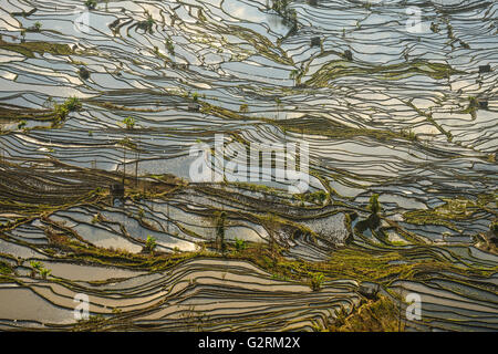 Sonnenuntergang Reflexionen über Reisfelder in Yuanyang, China Stockfoto